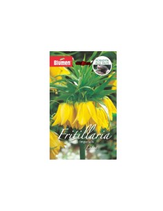 Blumen bulbi Fritillaria Imperialis Lutea 1 pz