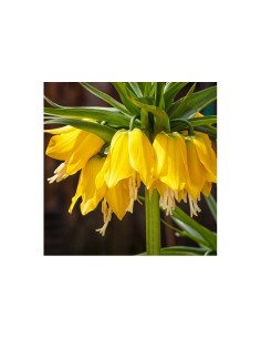 Blumen bulbi Fritillaria Imperialis Lutea 1 pz 2