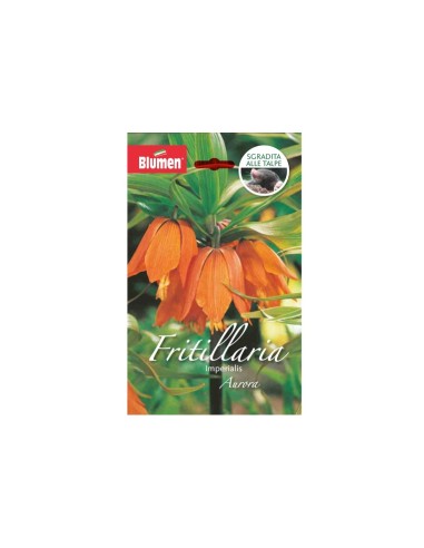 Blumen bulbi Fritillaria Imperialis Aurora 1 pz