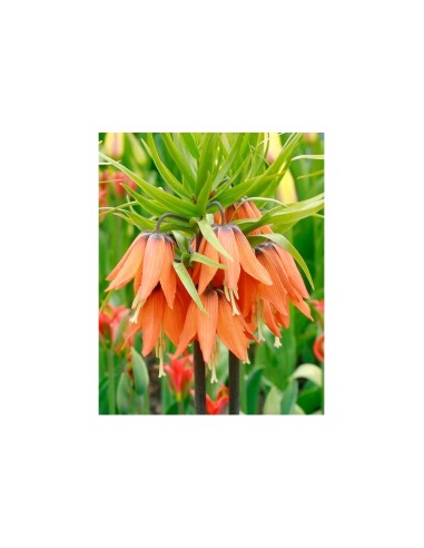 Blumen bulbi Fritillaria Imperialis Aurora 1 pz