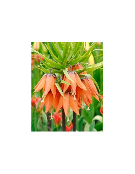 Blumen bulbi Fritillaria Imperialis Aurora 1 pz