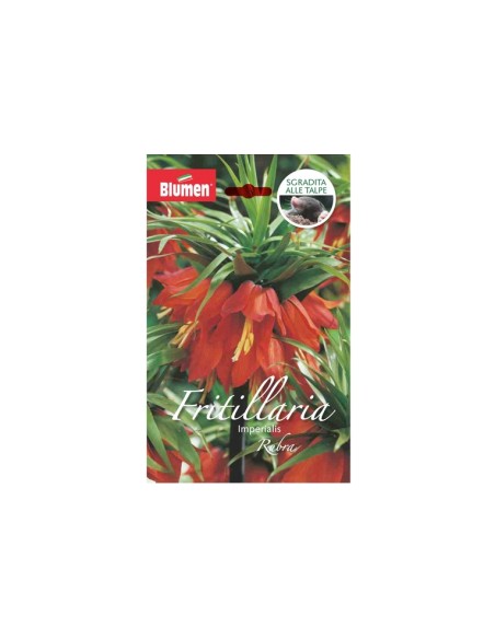 Blumen bulbi Fritillaria Imperialis Rubra 1 pz