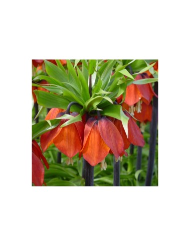 Blumen bulbi Fritillaria Imperialis Rubra 1 pz