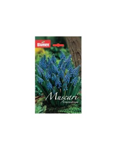 Blumen bulbi Muscari Armeniacum 15 pz
