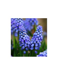 Blumen bulbi Muscari Armeniacum 15 pz 2