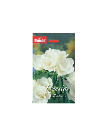 Blumen bulbi Freesia doppia Bianca 10 pz