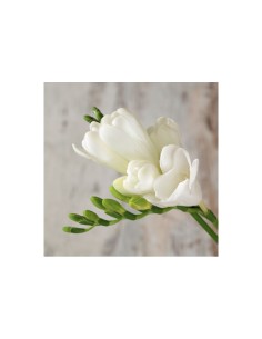 Blumen bulbi Freesia doppia Bianca 10 pz 2