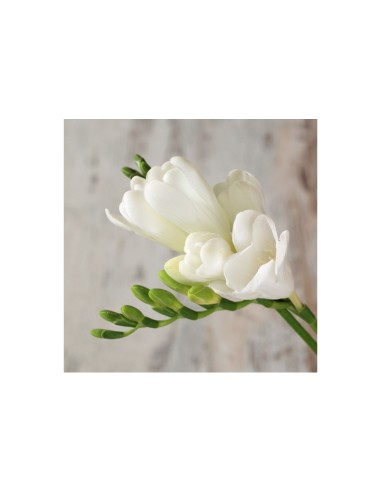 Blumen bulbi Freesia doppia Bianca 10 pz