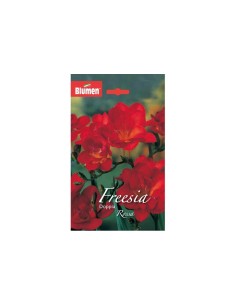 Blumen bulbi Freesia doppia Rossa 10 pz