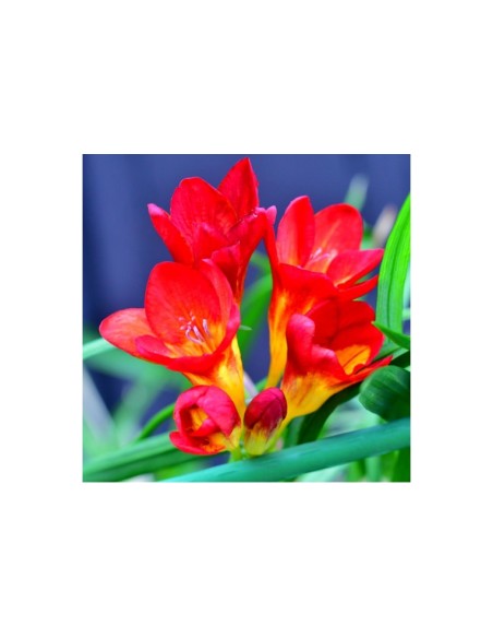 Blumen bulbi Freesia doppia Rossa 10 pz