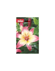 Blumen bulbi Lilium Ice Berry 2 pz