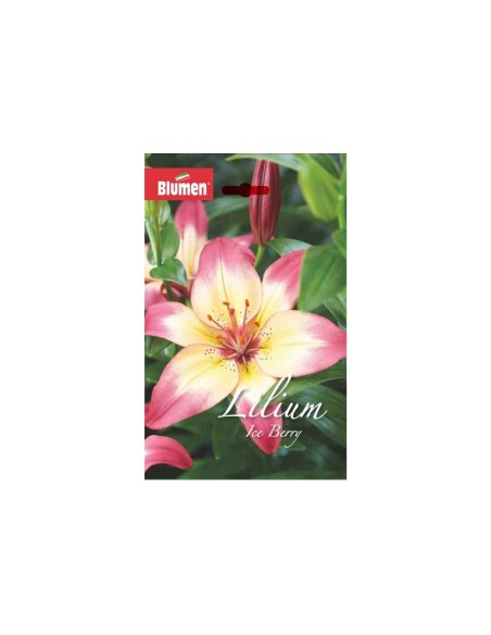 Blumen bulbi Lilium Ice Berry 2 pz