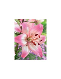 Blumen bulbi Lilium Ice Berry 2 pz 2