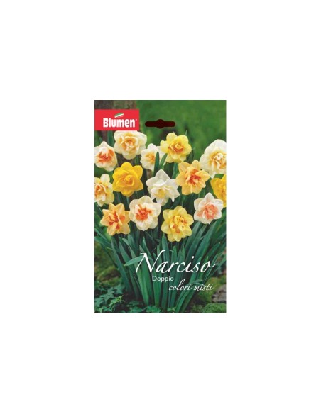 Blumen bulbi Narciso fiore doppio colori misti 10 pz