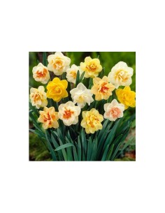 Blumen bulbi Narciso fiore doppio colori misti 10 pz 2