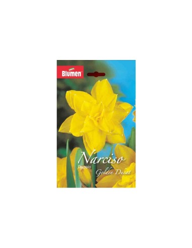 Blumen bulbi Narciso doppio Golden Ducat 4 pz