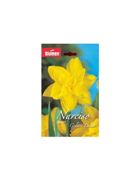 Blumen bulbi Narciso doppio Golden Ducat 4 pz