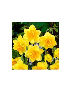 Blumen bulbi Narciso doppio Golden Ducat 4 pz 2