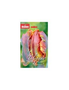Blumen bulbi Tulipano Pappagallo Blumex Favourite 6 pz