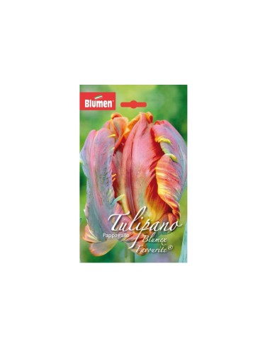 Blumen bulbi Tulipano Pappagallo Blumex...