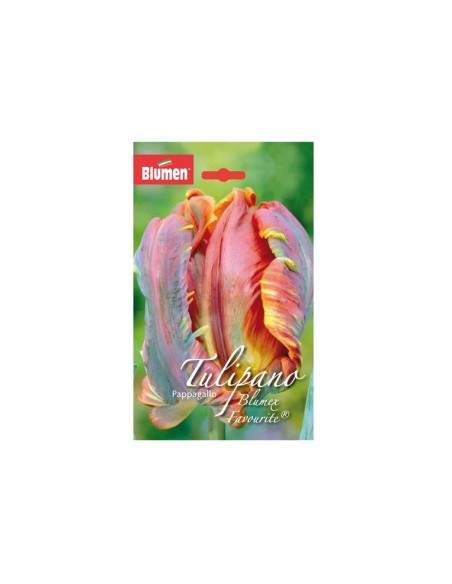 Blumen bulbi Tulipano Pappagallo Blumex Favourite 6 pz