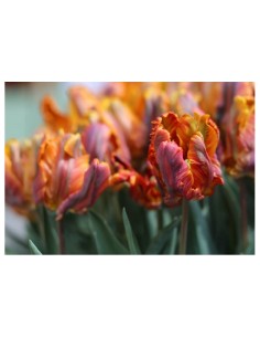 Blumen bulbi Tulipano Pappagallo Blumex Favourite 6 pz 2