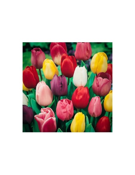Blumen bulbi Tulipano Trionfo colori misti 6 pz