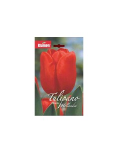 Blumen bulbi Tulipano Trionfo Hollandia Seadov 6 pz