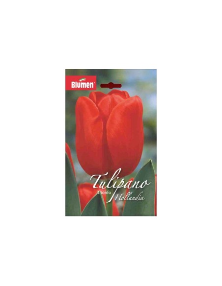 Blumen bulbi Tulipano Trionfo Hollandia Seadov 6 pz