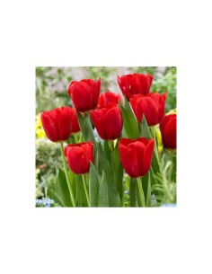 Blumen bulbi Tulipano Trionfo Hollandia Seadov 6 pz 2