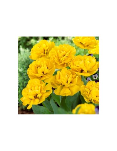 Blumen bulbi Tulipano doppio tardivo Yellow...