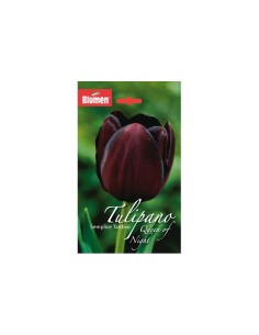 Blumen bulbi Tulipano semplice tardivo Queen Of Night 6 pz