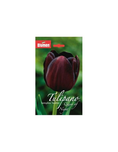 Blumen bulbi Tulipano semplice tardivo Queen Of...