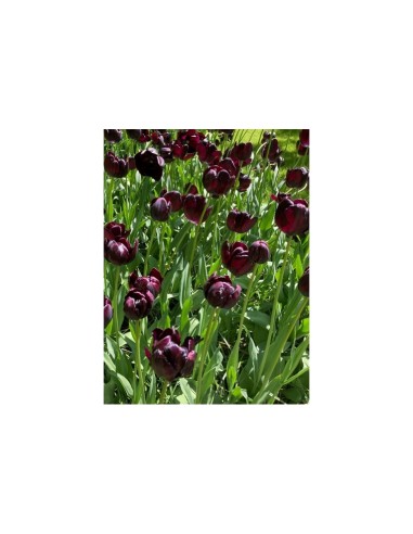 Blumen bulbi Tulipano semplice tardivo Queen Of...