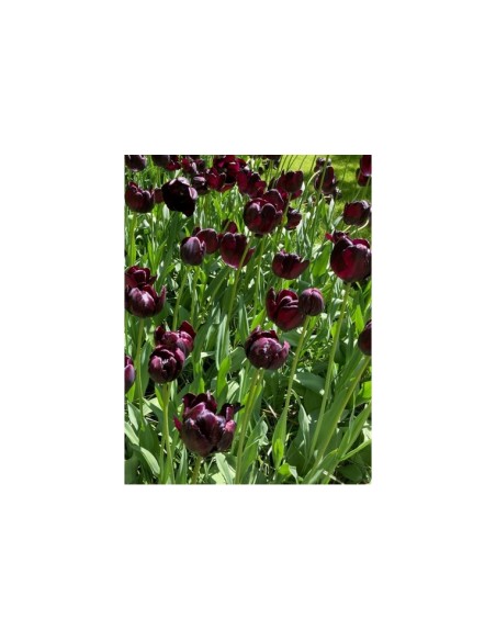 Blumen bulbi Tulipano semplice tardivo Queen Of Night 6 pz