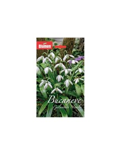 Blumen bulbi Bucaneve Galanthus Nivalis 10 pz