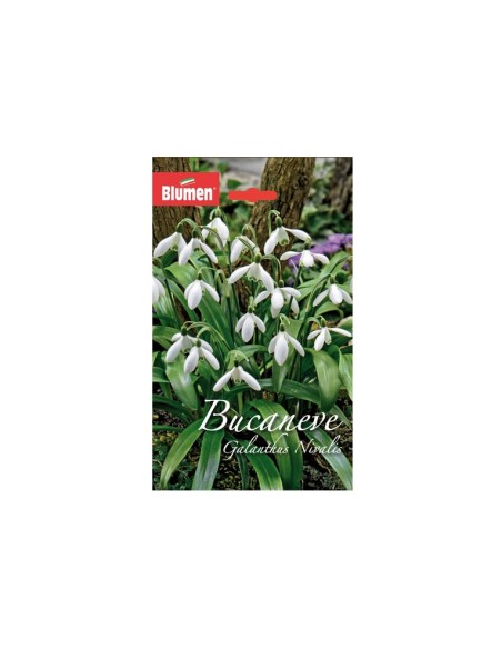 Blumen bulbi Bucaneve Galanthus Nivalis 10 pz