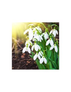 Blumen bulbi Bucaneve Galanthus Nivalis 10 pz 2