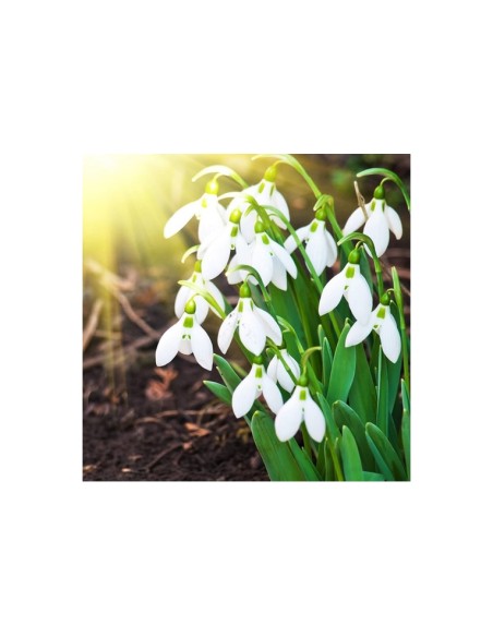 Blumen bulbi Bucaneve Galanthus Nivalis 10 pz