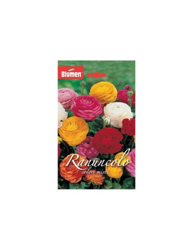 Blumen bulbi Ranuncolo colori misti 10 pz