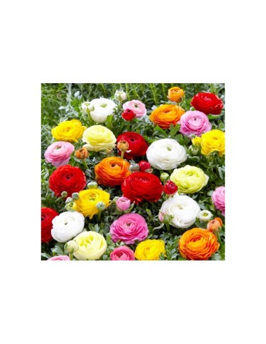 Blumen bulbi Ranuncolo colori misti 10 pz