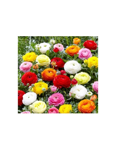 Blumen bulbi Ranuncolo colori misti 10 pz