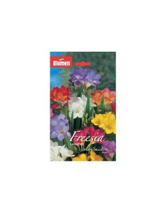 Blumen bulbi Freesia semplice colori misti 10 pz