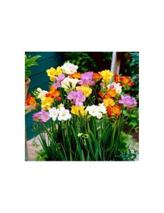 Blumen bulbi Freesia semplice colori misti 10 pz 2