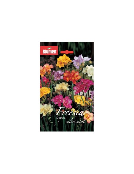 Blumen bulbi Freesia doppia colori misti 4 pz