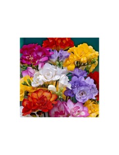 Blumen bulbi Freesia doppia colori misti 4 pz 2