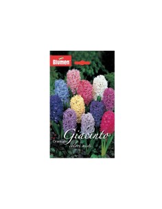 Blumen bulbi Giacinto Orientalis colori misti 3 pz