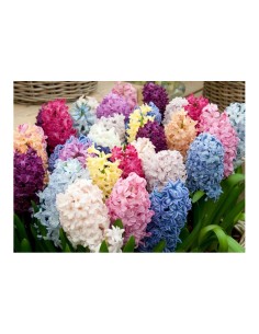 Blumen bulbi Giacinto Orientalis colori misti 3 pz 2