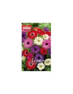 Blumen bulbi Anemone fiore doppio St. Bridget 10 pz