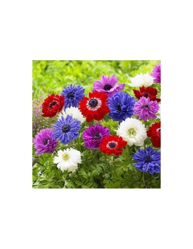Blumen bulbi Anemone fiore doppio St. Bridget...